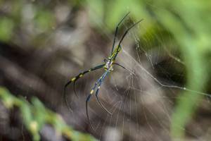 Elie POUYANNE - DIRECTED BY ELIE