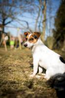 Christophe LORSCH - Bourgogne photo